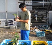 イチゴの管理作業