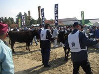 種牛審査