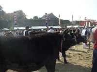 肉牛審査