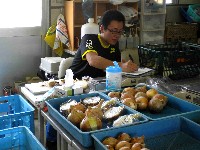 タマネギ調査
