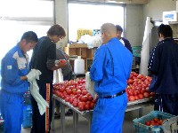 トマトの選別出荷