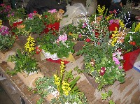 寄せ植えの写真