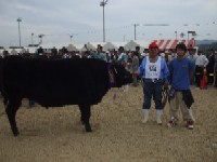肉牛名誉賞