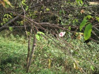 桜咲く