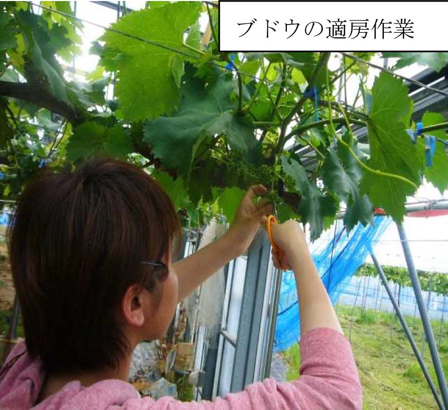 果樹専攻