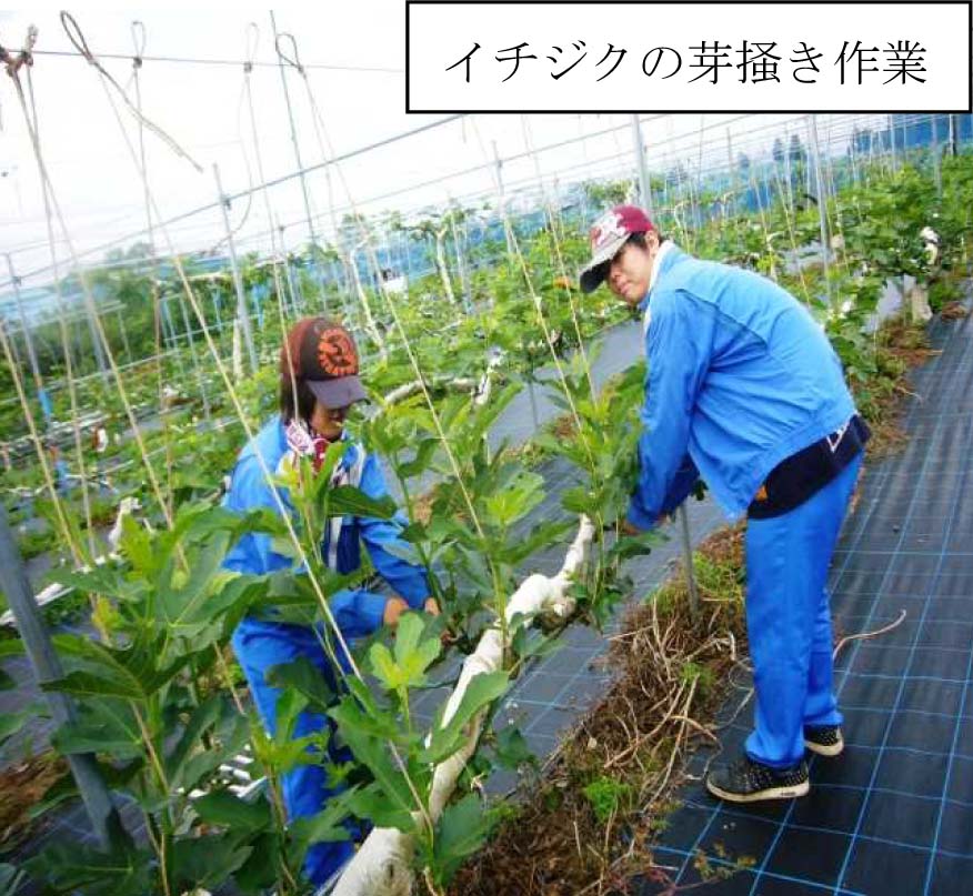 果樹専攻