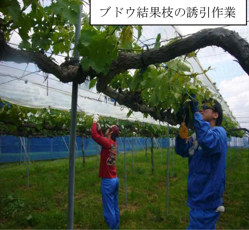果樹専攻