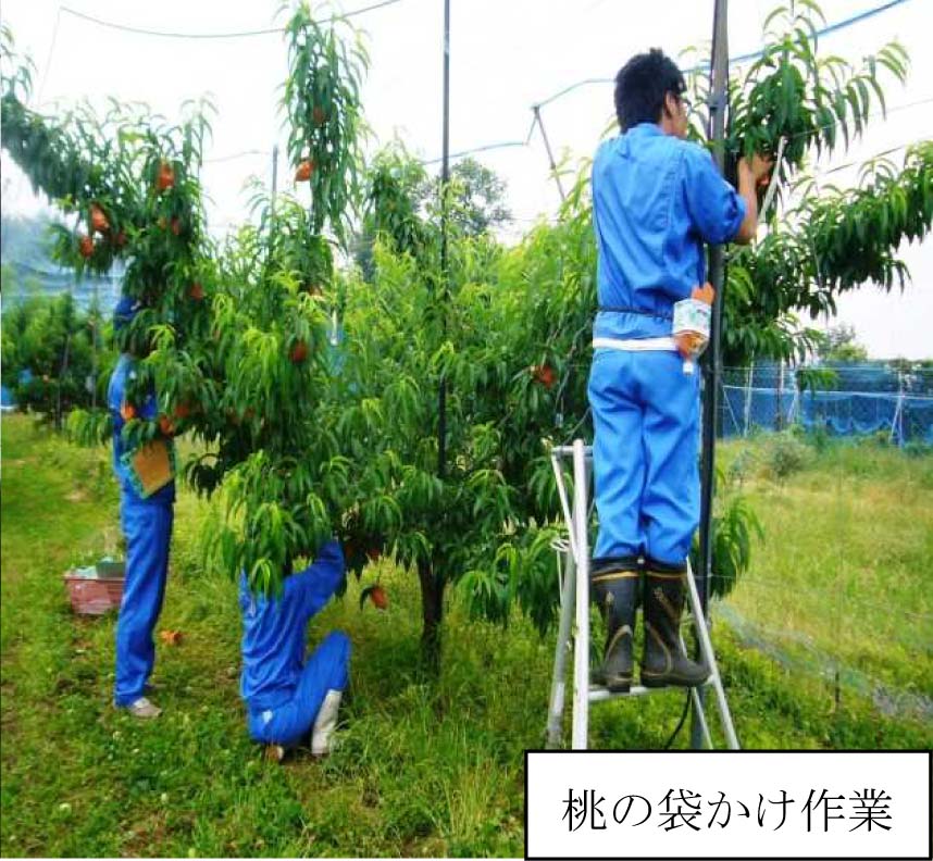 果樹専攻