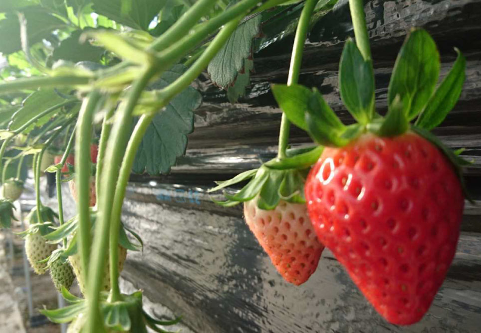 野菜２